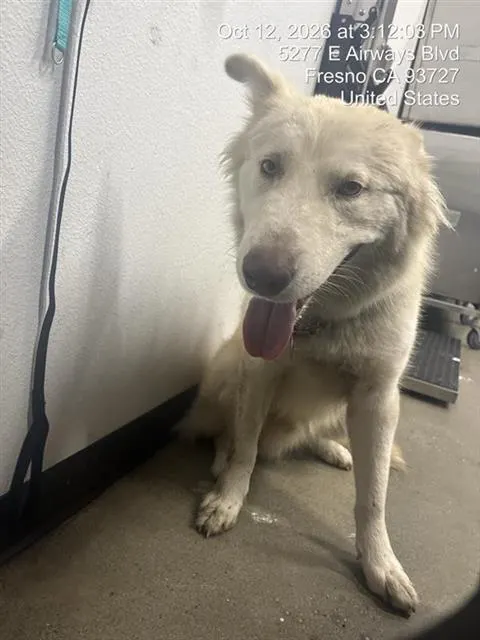 Adoptable Dog