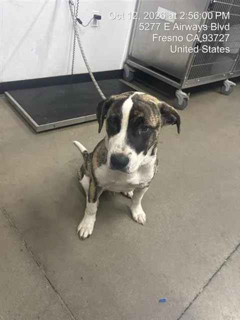 Adoptable Dog