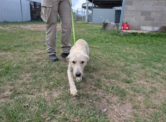 Belka