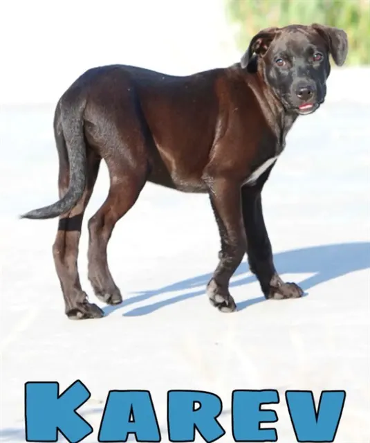 Karev