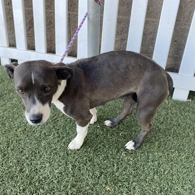 Adoptable Dog