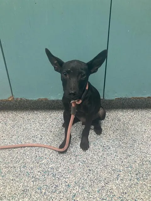 Puppy 2