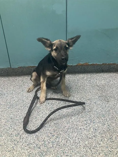 Puppy 3