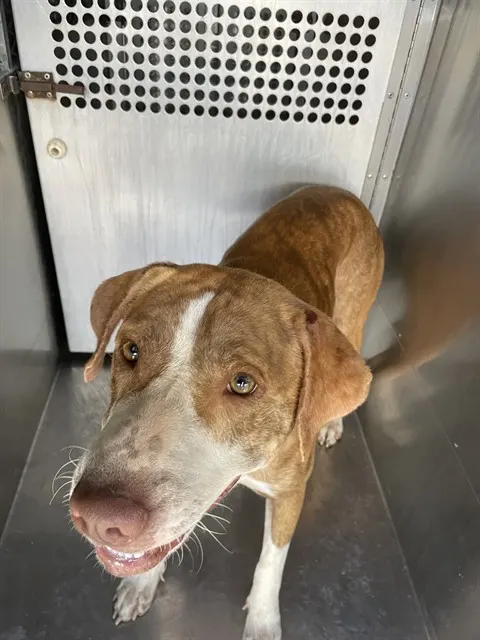 Adoptable Dog
