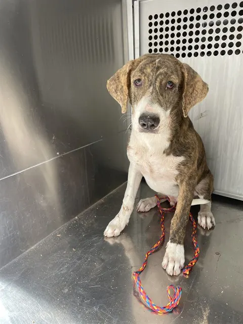 Adoptable Dog