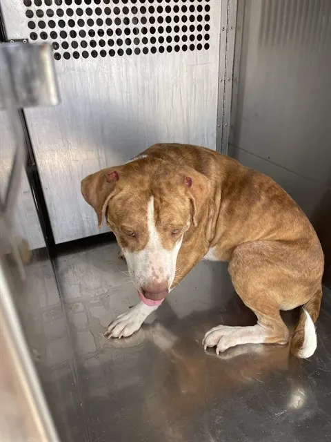 Adoptable Dog