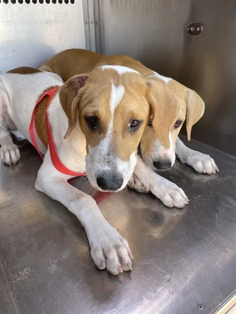 Adoptable Dog