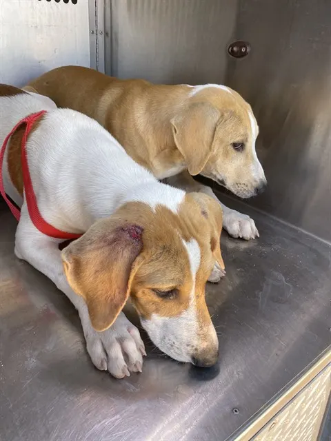 Adoptable Dog