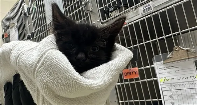Oregano