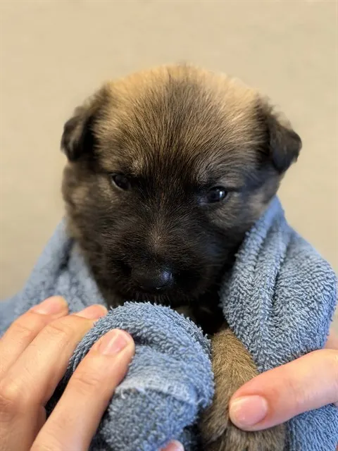 Adoptable Dog
