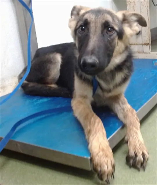 Adoptable Dog