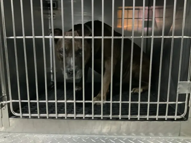 Adoptable Dog