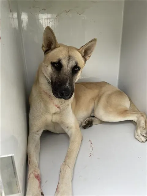 Adoptable Dog