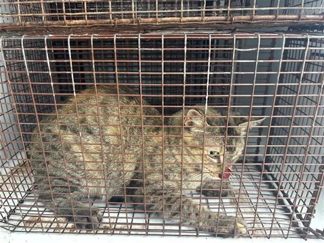 Adoptable Cat