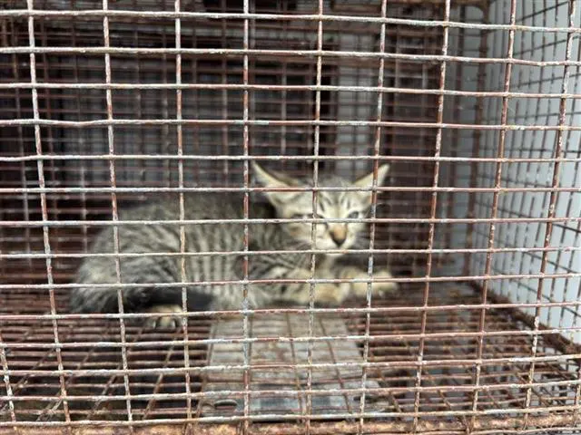 Adoptable Cat