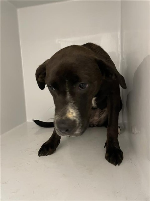 Adoptable Dog