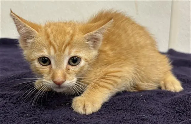 Adoptable Cat