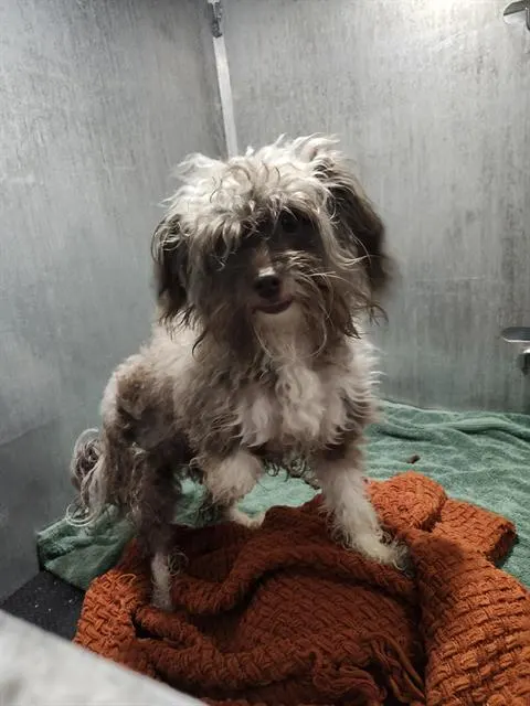 Adoptable Dog