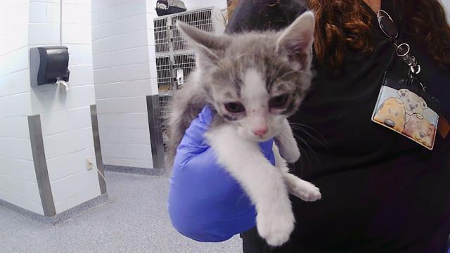 Adoptable Cat