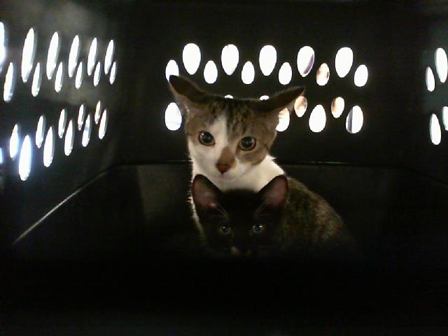 Adoptable Cat