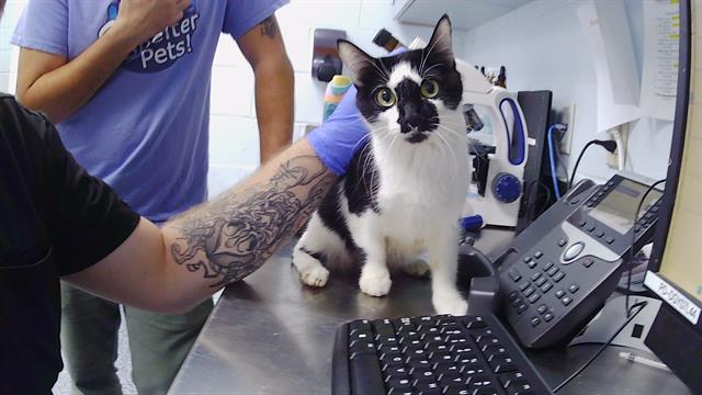 Adoptable Cat