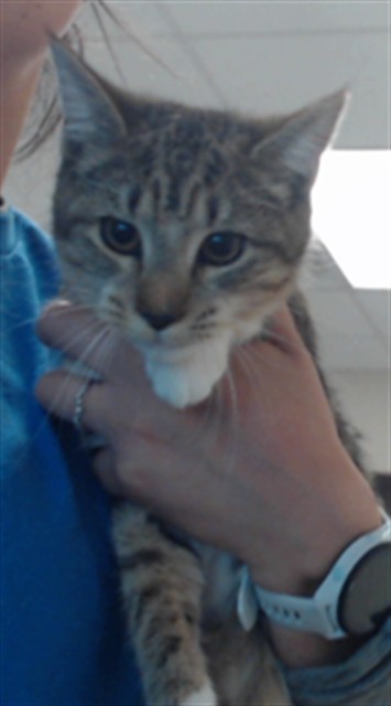Adoptable Cat
