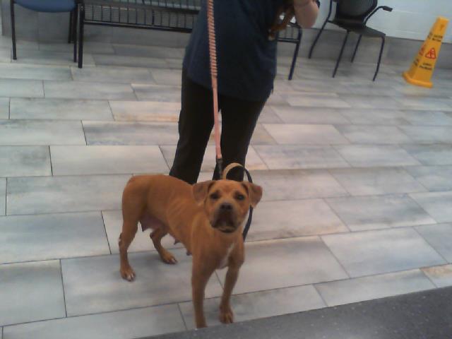 Adoptable Dog