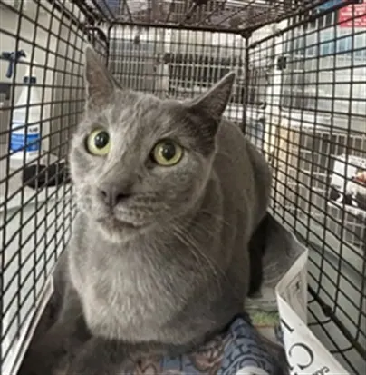 Adoptable Cat