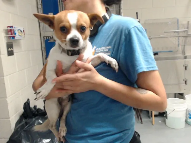 Adoptable Dog