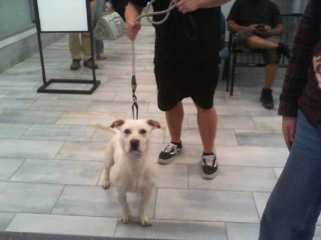 Adoptable Dog