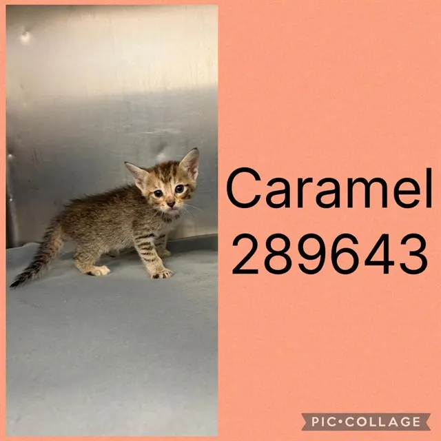 Caramel