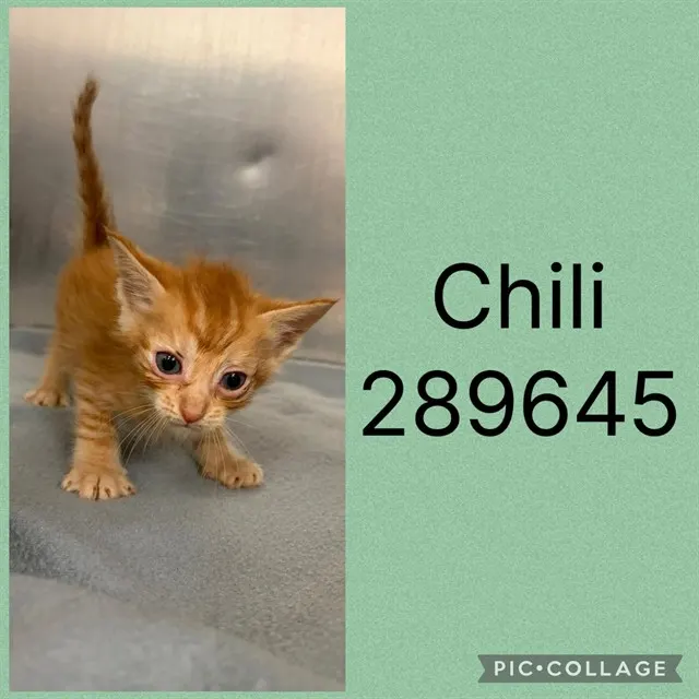 Chili