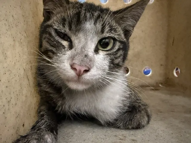 Adoptable Cat
