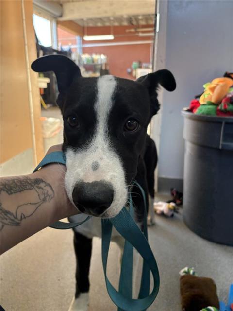 Adoptable Dog