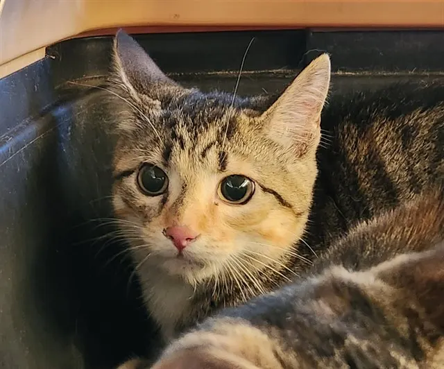 Cinnamon