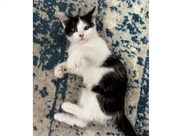 Bellatrix