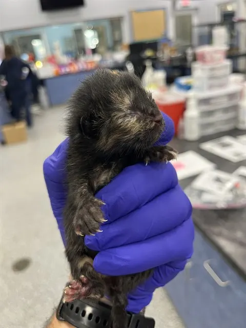 Tiny Patti