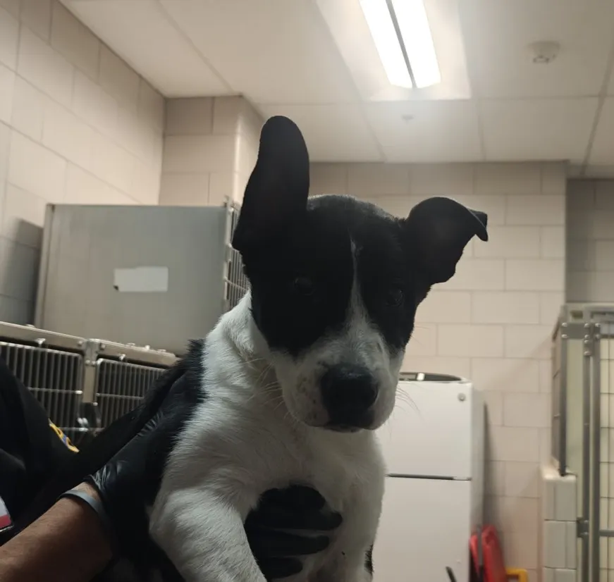Domino