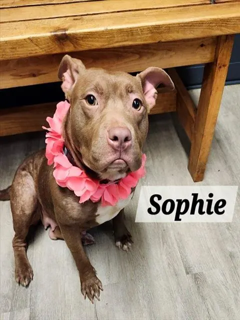 Sophie