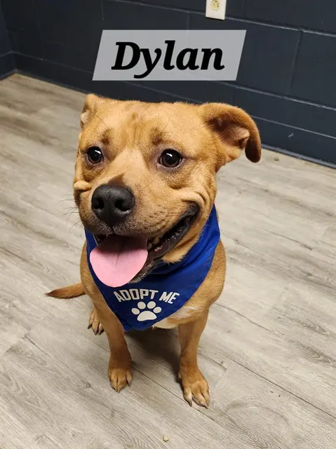 Dylan