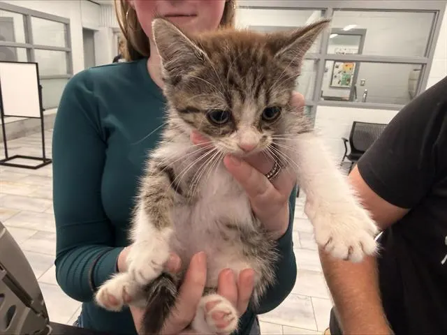Adoptable Cat