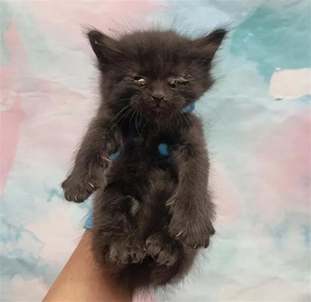 *Coal