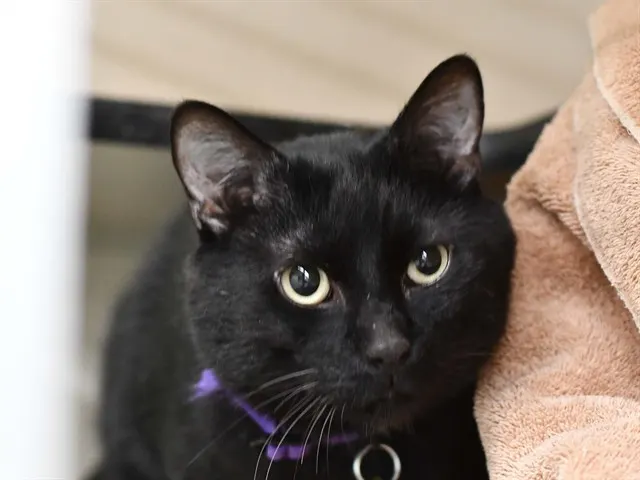 Binx