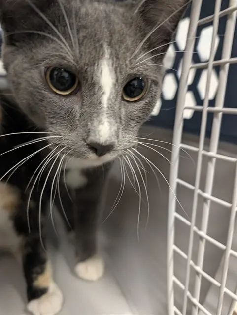 Adoptable Cat
