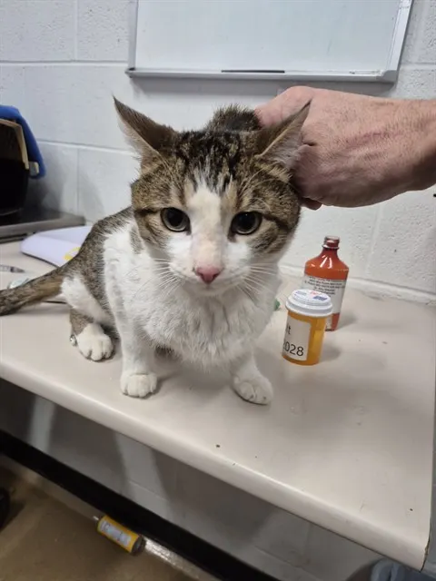 Adoptable Cat