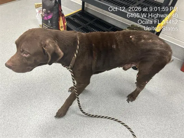 Adoptable Dog