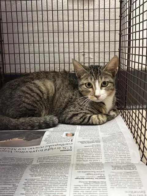 Adoptable Cat