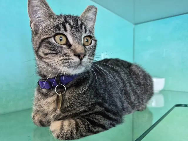 Archie