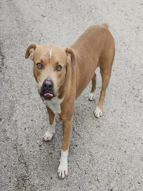 Finn