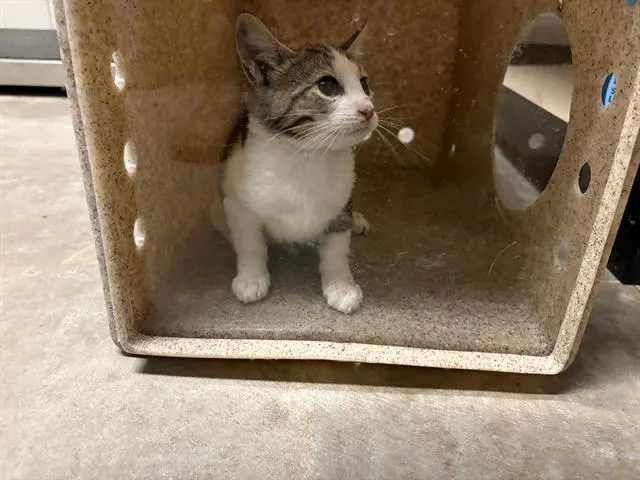 Adoptable Cat